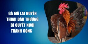 gà mã lai